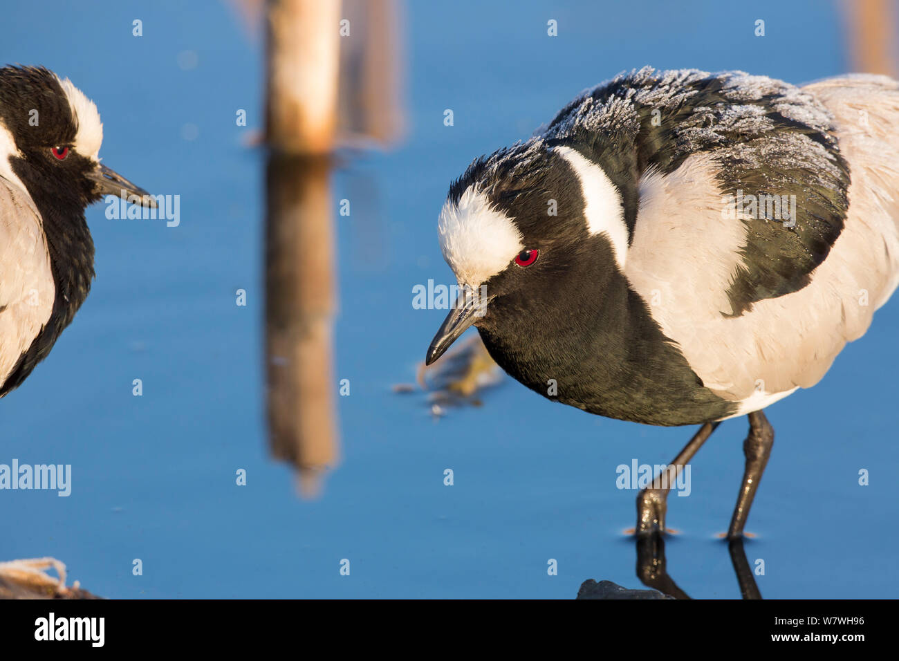 Fabbro Plovers (Vanellus armatus) Marievale Bird Sanctuary, , della provincia di Gauteng, Sud Africa, Agosto. Foto Stock