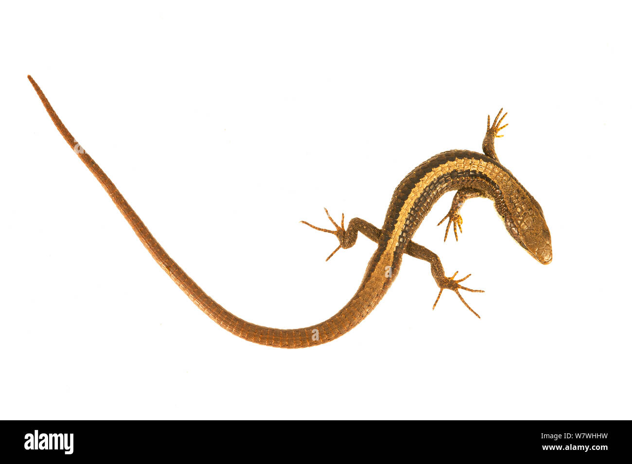 Lizard Proctoporus (sp) Ande, prese contro uno sfondo bianco, Bolivia. Foto Stock
