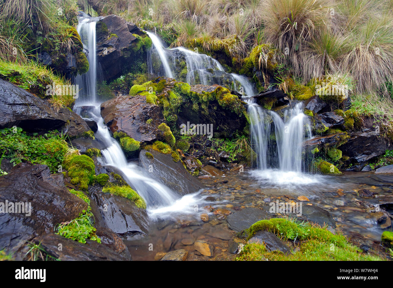 Una piccola cascata con abbondanti muschi, alto Ande, Bolivia, ottobre 2013. Foto Stock