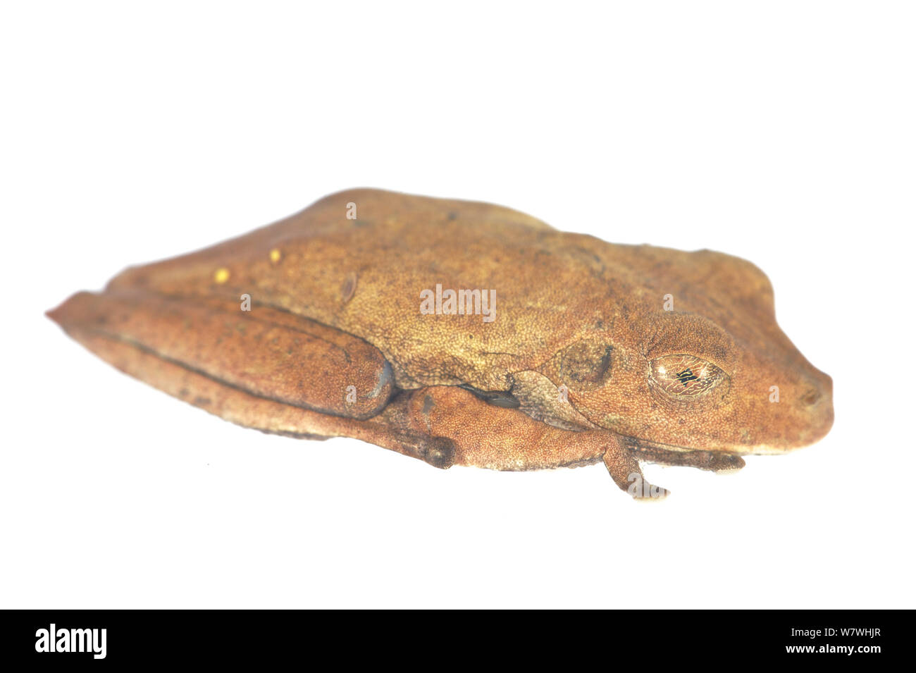 Mappa treefrog (Hypsiboas geographicus) prese contro uno sfondo bianco, Bolivia. Foto Stock