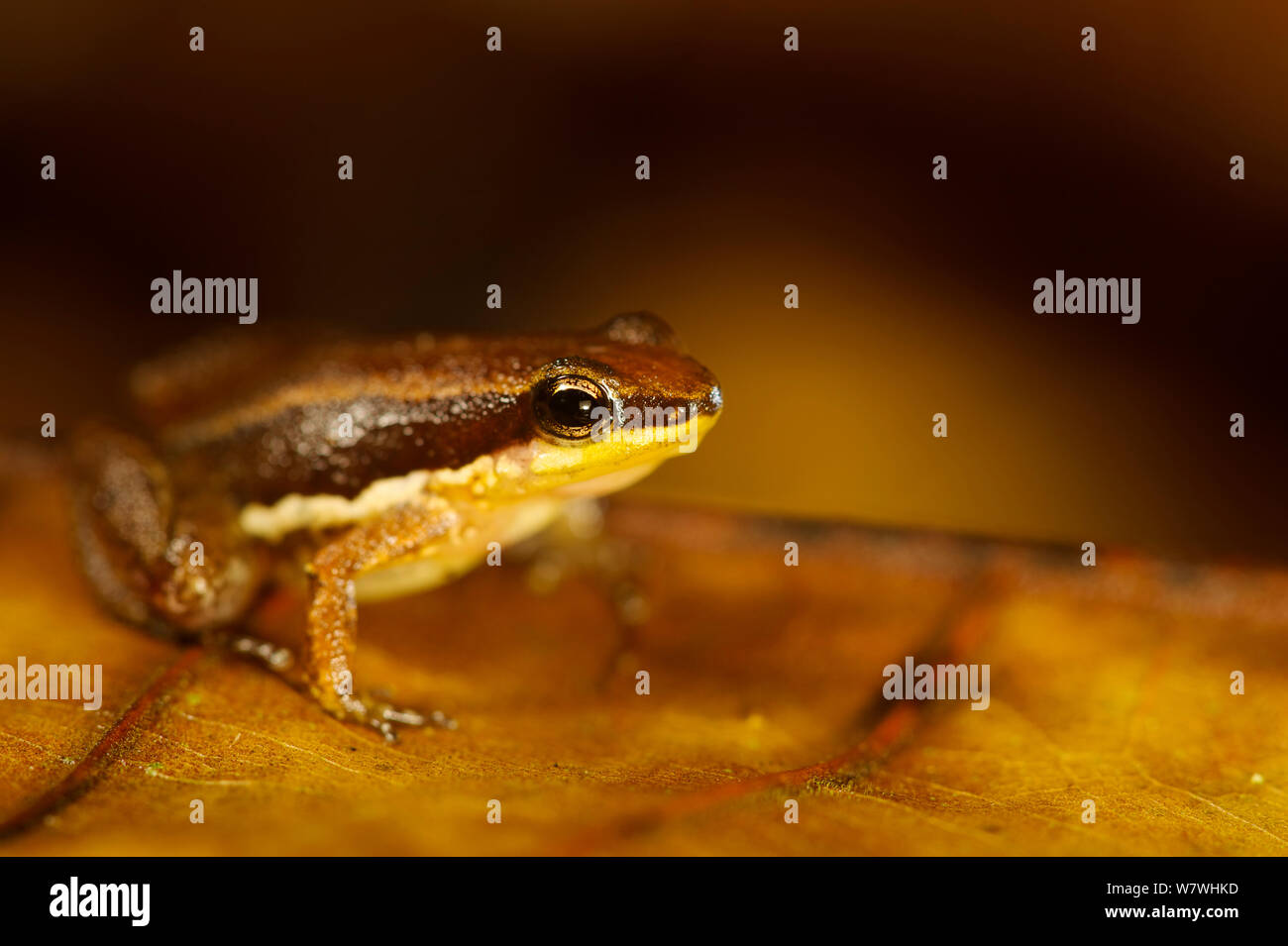 Tre strisce rana a razzo (Allobates trilineatus) sulla foglia, Bolivia, Novembre. Foto Stock