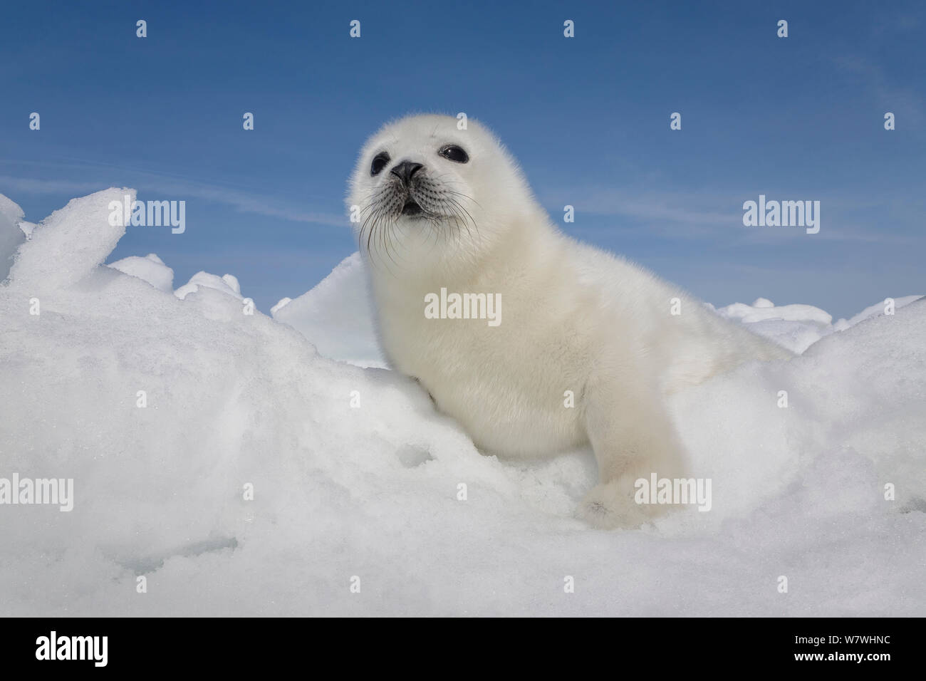 Guarnizione arpa (Phoca groenlandicus) pup sul mare di ghiaccio, le isole della Maddalena, golfo di St Lawrence, Quebec, Canada, Marzo. Foto Stock