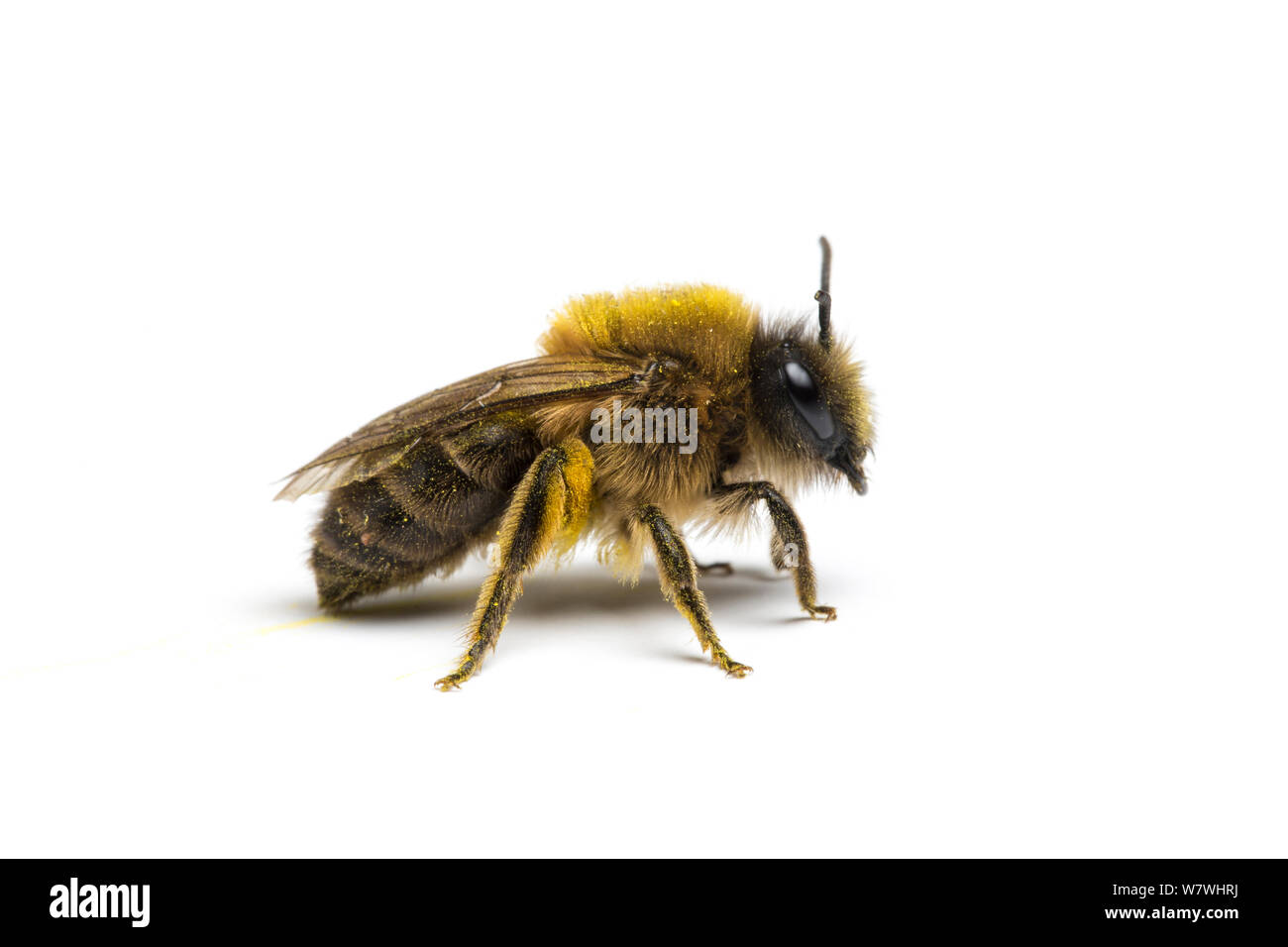 Mining bee (Andrena sp.), Ainsdale Riserva Naturale, Merseyside, Regno Unito. Foto Stock