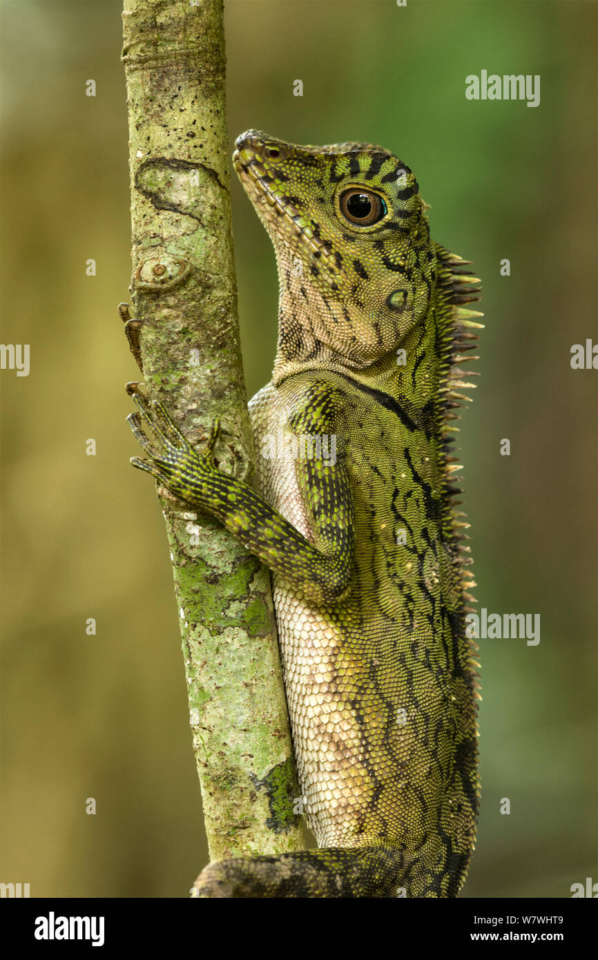 Borneo forest dragon (Gonocephalus borneensis) ramo di arrampicata, Danum Valley, Sabah Borneo. Foto Stock