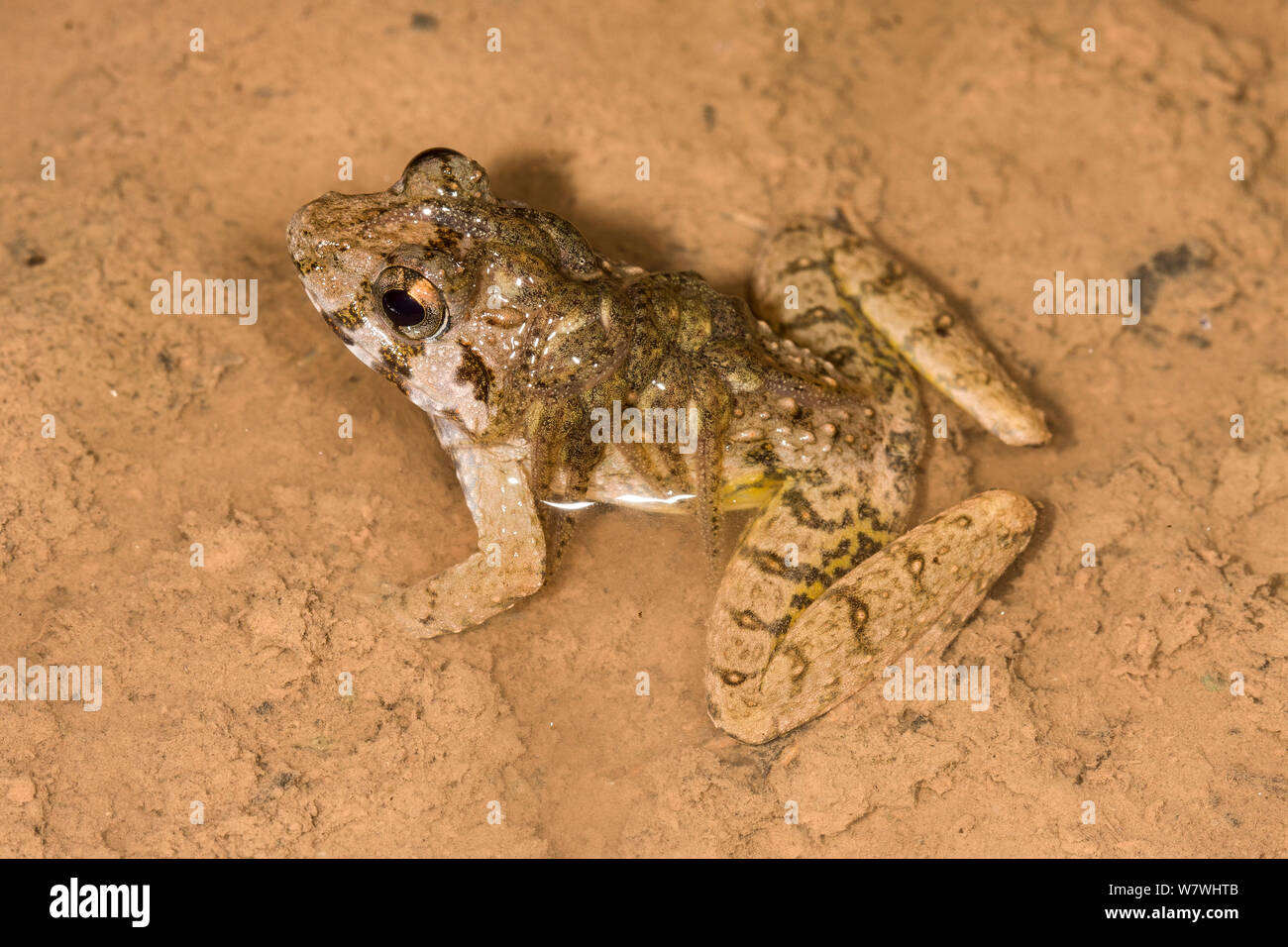 Custode ruvida (Rana Limnonectes finchi) maschio che trasportano girini, Danum Valley, Sabah Borneo. Foto Stock