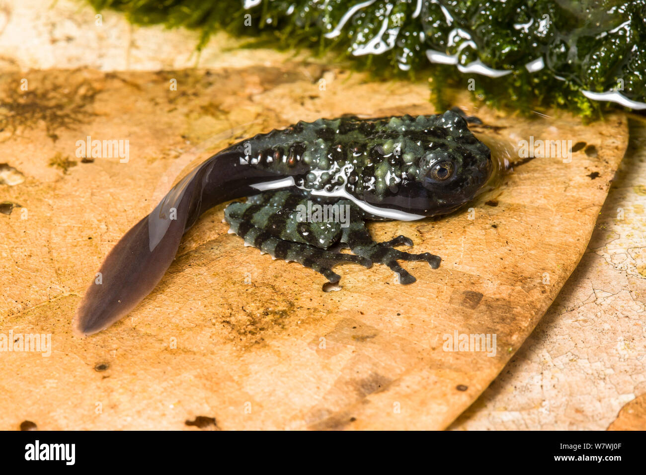 Girino di rana di muschio (Theloderma corticale) appena prima della metamorfosi, captive dal Vietnam. Foto Stock