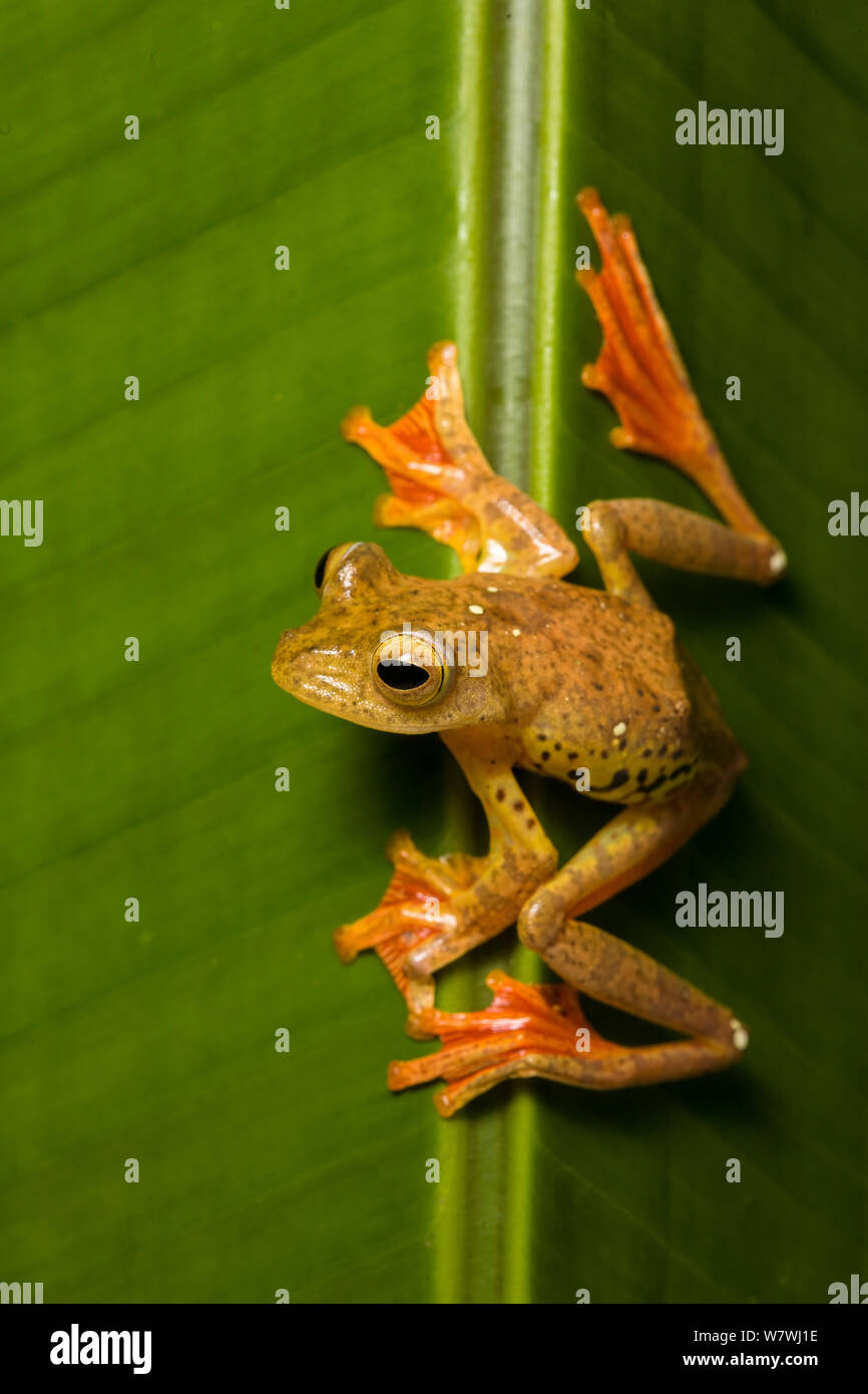 Arlecchino Flying Frog (Rhacophorus pardalis) sulla foglia, Danum Valley, Sabah Borneo, Foto Stock