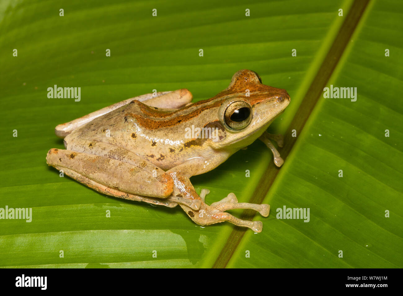 Dark-eared Raganella (Polypedates macrotis) Danum Valley, Sabah Borneo. Foto Stock