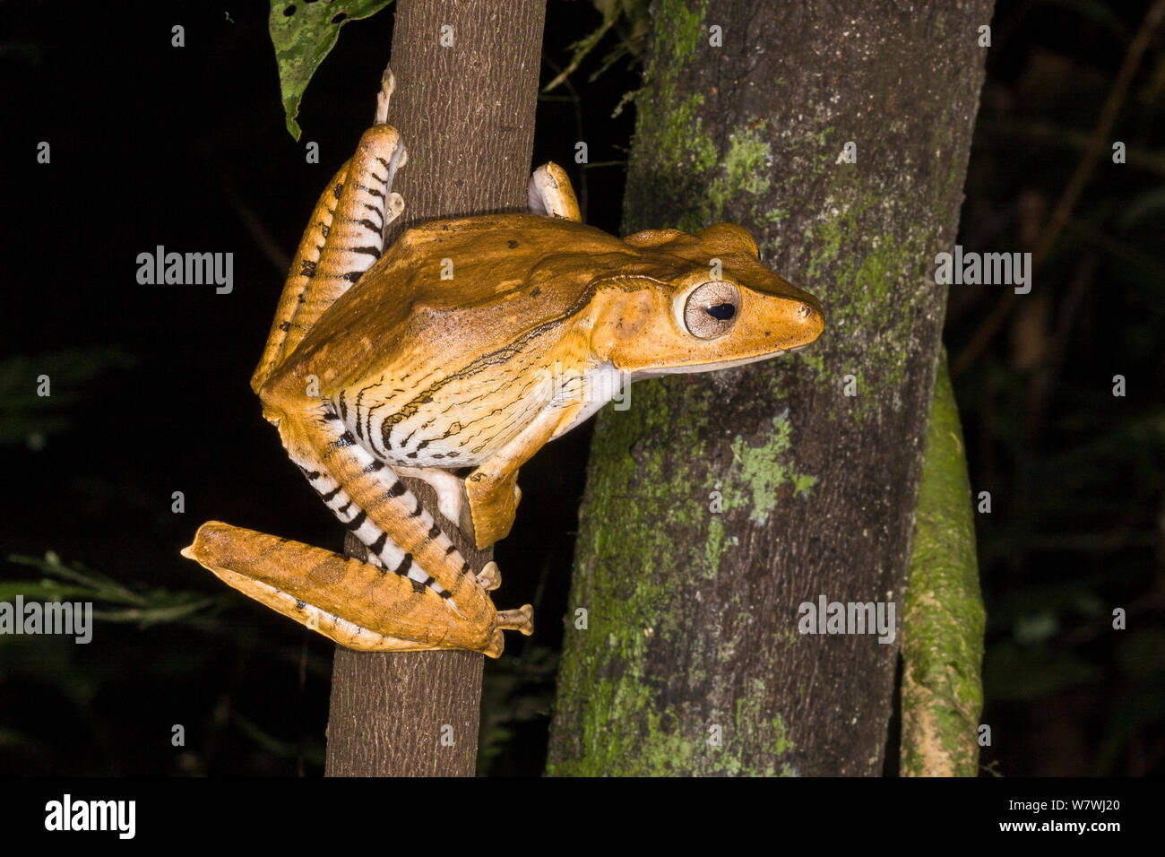 File-eared Treefrog (Polypedates otilophus) Danum Valley, Sabah Borneo. Foto Stock