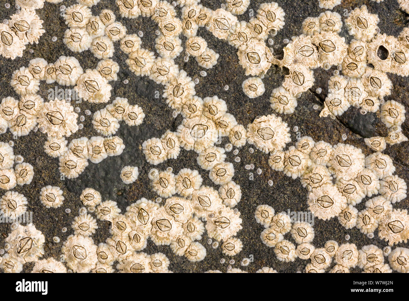 Acorn barnacles (Balanus balanoides) in rockpool, Northumberland, England, Regno Unito, maggio. Foto Stock