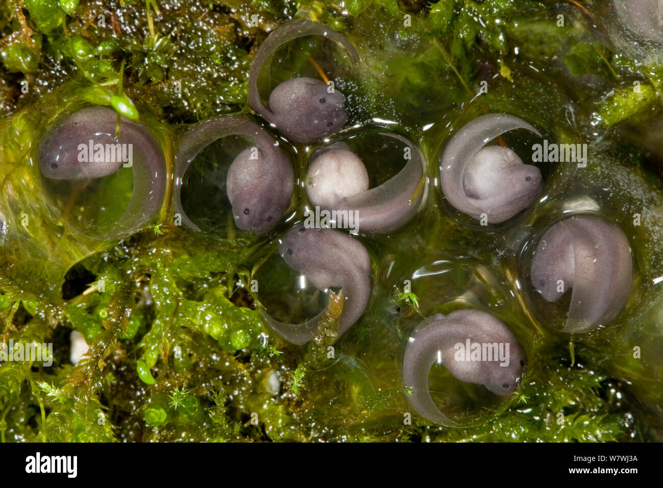 Uova di rana di muschio (Theloderma corticale) prevista al di fuori dell'acqua, Vietnam, captive. Foto Stock