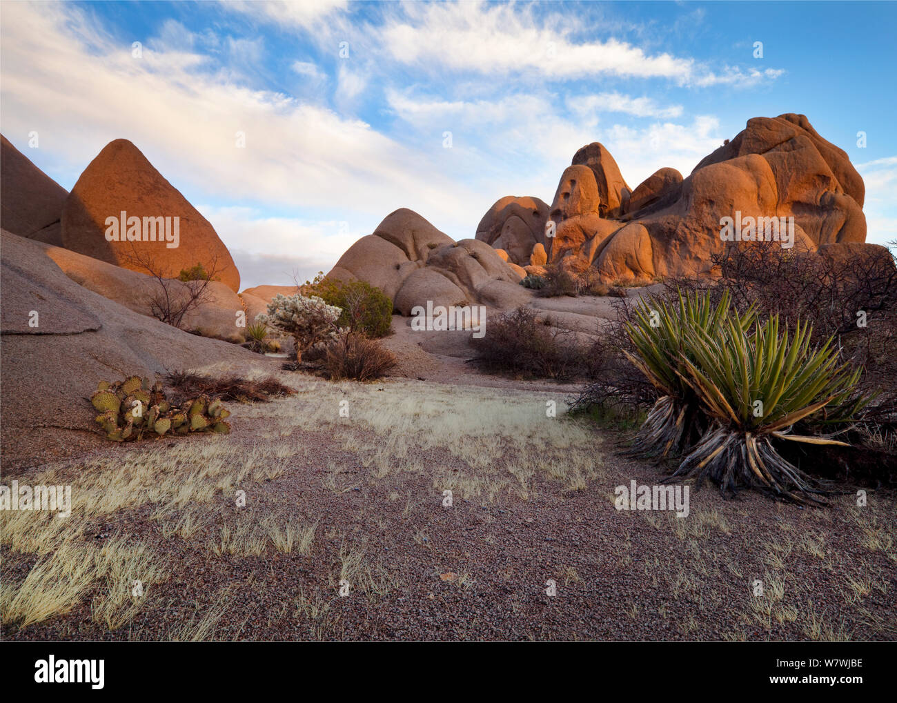 Lechuguilla (Agave lechuguilla) e ficodindia cactus (Opuntia macrocentra) tra le formazioni rocciose, Joshua Tree National Park, California, Stati Uniti d'America. Febbraio 2009. Foto Stock