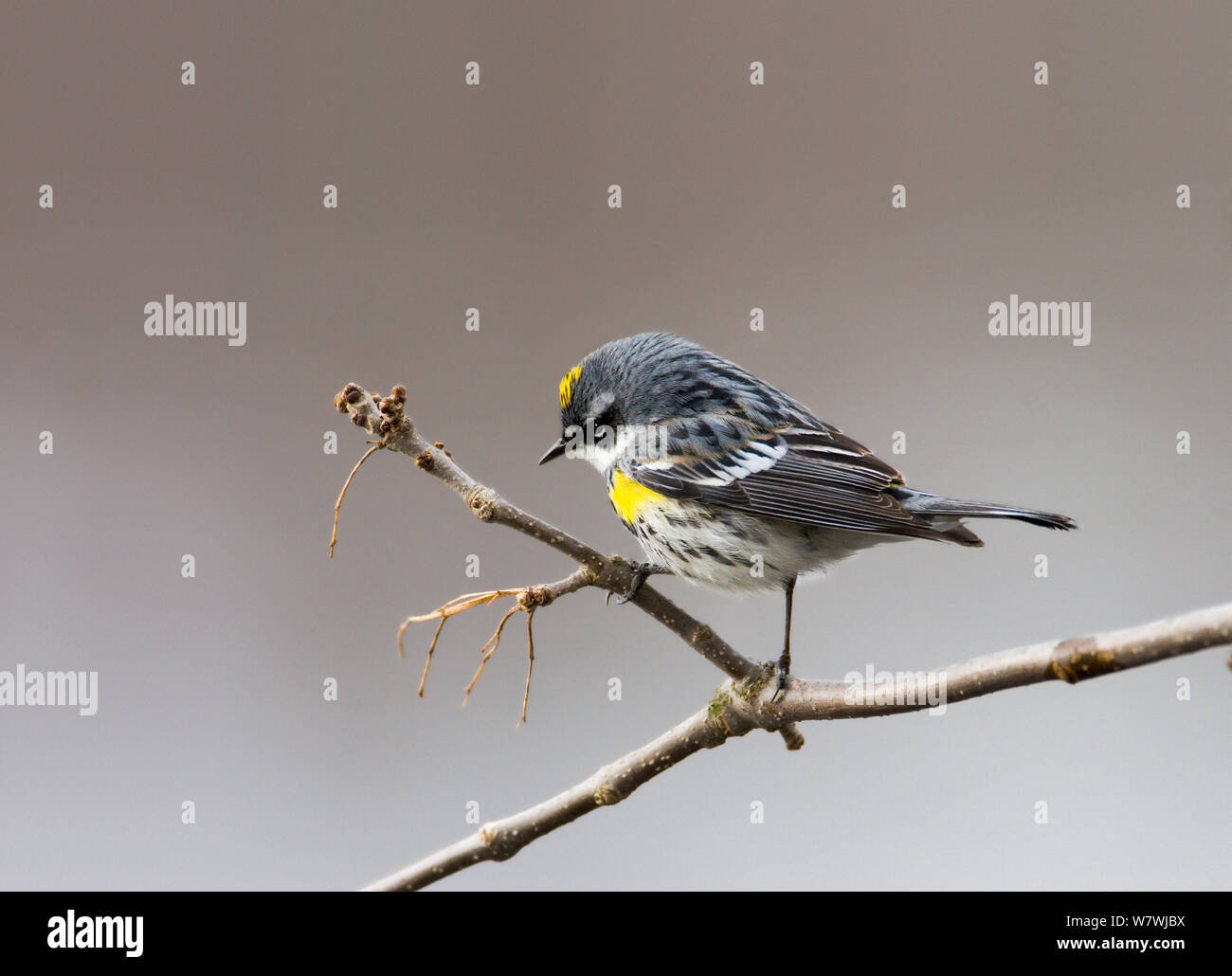 Giallo rumped trillo (Dendroica coronata), Sapsucker boschi, Ithaca, New York, Stati Uniti d'America. Aprile. Foto Stock