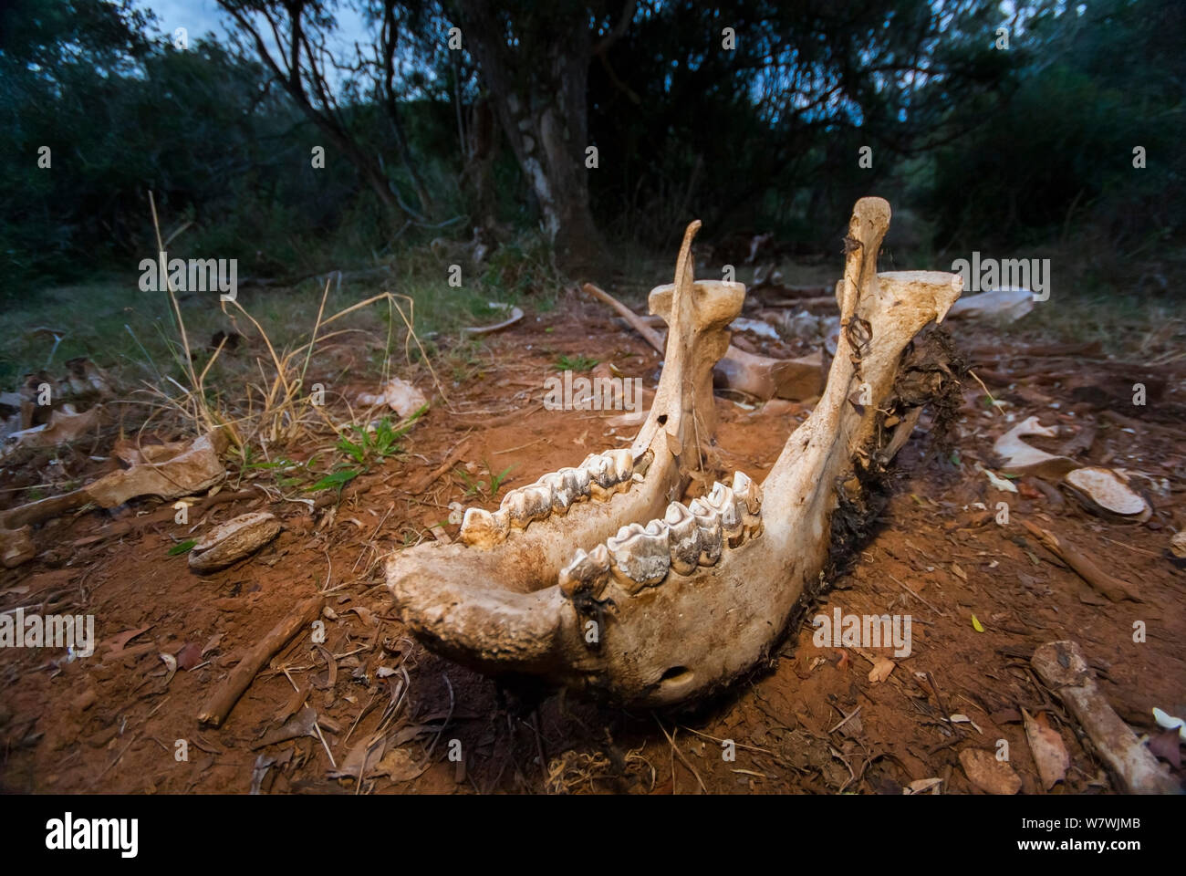 Rinoceronte bianco del sud (Ceratotherium simum) jawbone e altre ossa sparse tra i cespugli, Kariega Game Reserve, Eastern Cape Province, Sud Africa, Settembre. Foto Stock