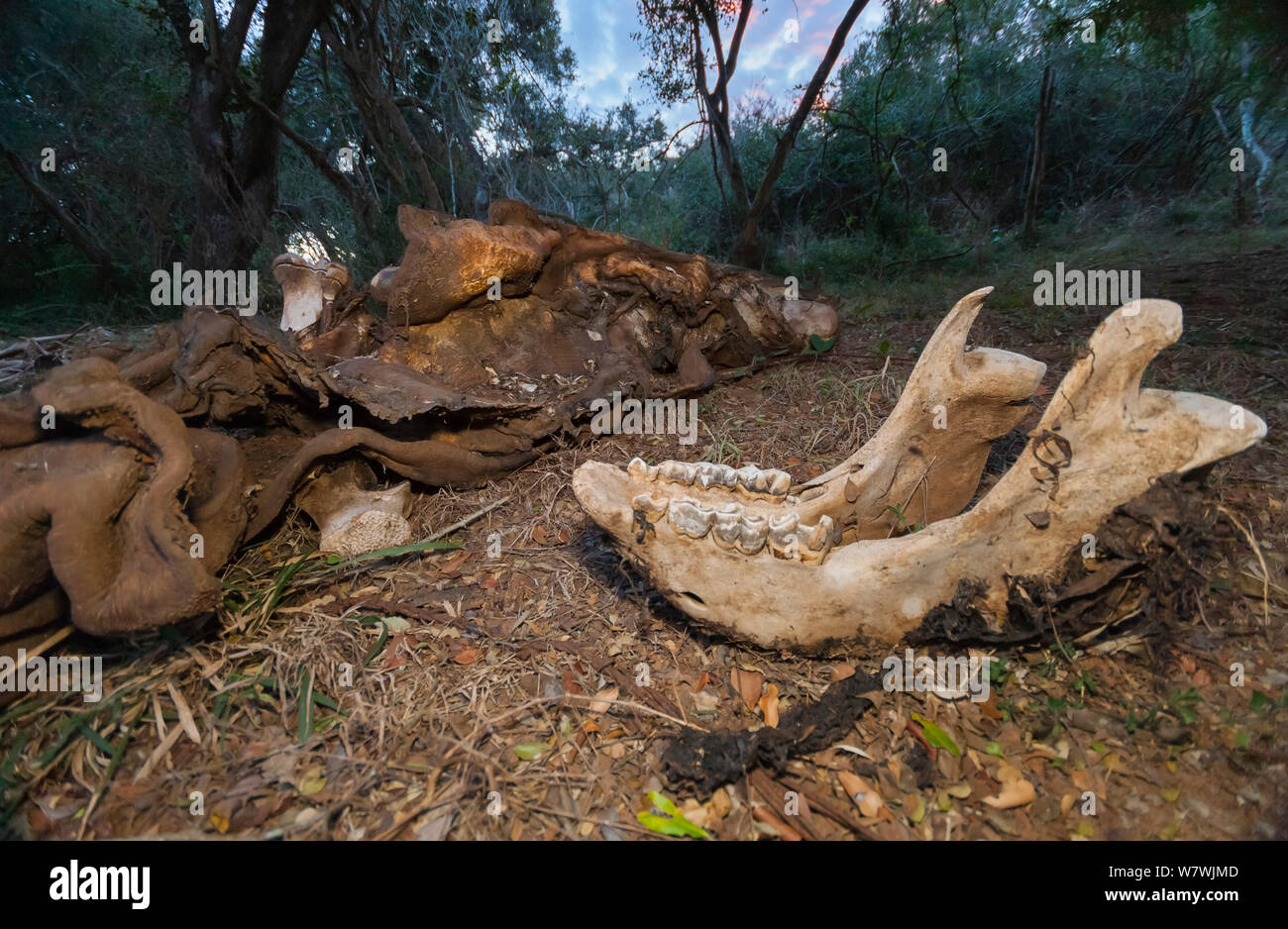 Rinoceronte bianco del sud (Ceratotherium simum) jawbone e sparse rimane tra i cespugli, Kariega Game Reserve, Eastern Cape Province, Sud Africa, Settembre. Foto Stock