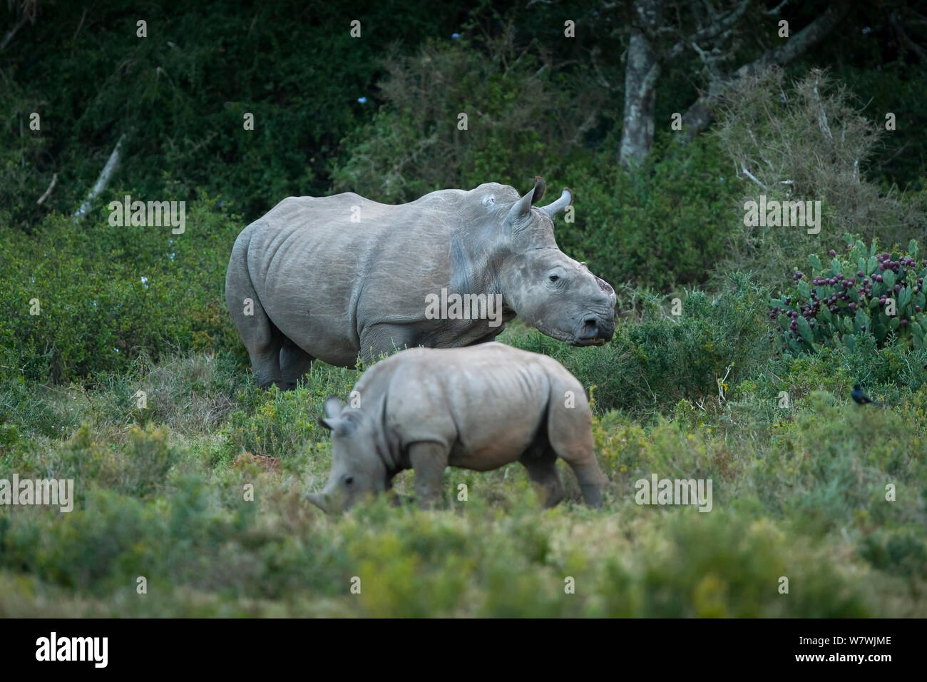 Thandi la femmina rinoceronte bianco del Sud (Ceratotherium simum) che ha perso il suo corno in un attacco da parte dei bracconieri, con i capretti, Kariega Game Reserve, Eastern Cape Province, Sud Africa Foto Stock