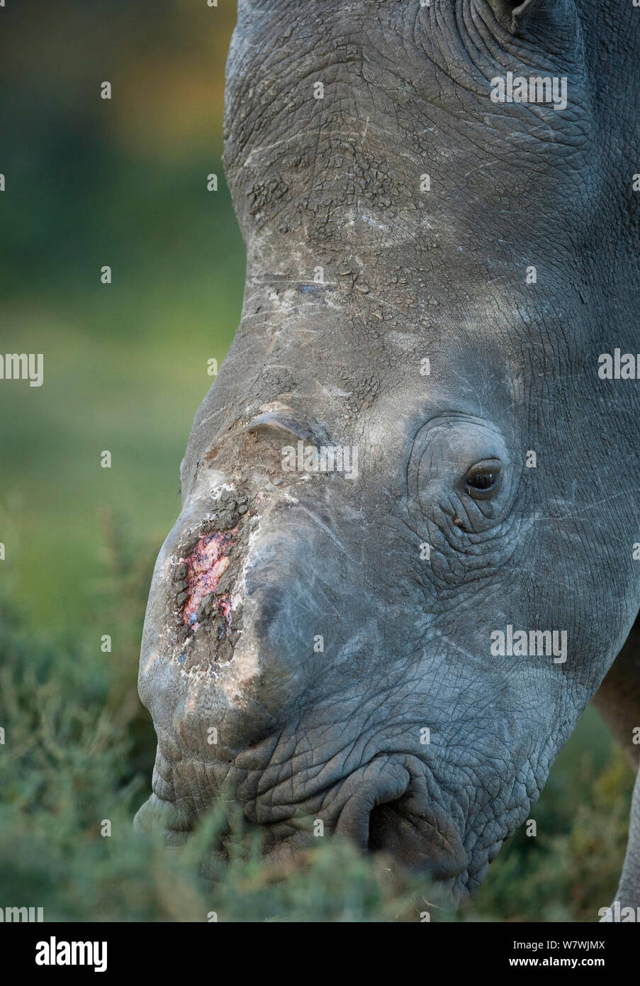 Thandi la femmina rinoceronte bianco del Sud (Ceratotherium simum) che ha perso il suo corno in un attacco da parte dei bracconieri, Kariega Game Reserve, Eastern Cape Province, Sud Africa - Ritratto di testa che mostra avvolto Foto Stock