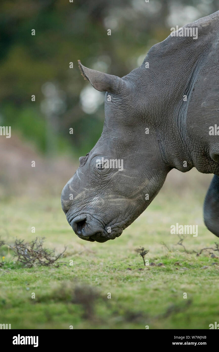 Thandi la femmina rinoceronte bianco del Sud (Ceratotherium simum) che ha perso il suo corno in un attacco da parte dei bracconieri, Kariega Game Reserve, Eastern Cape Province, Sud Africa Foto Stock