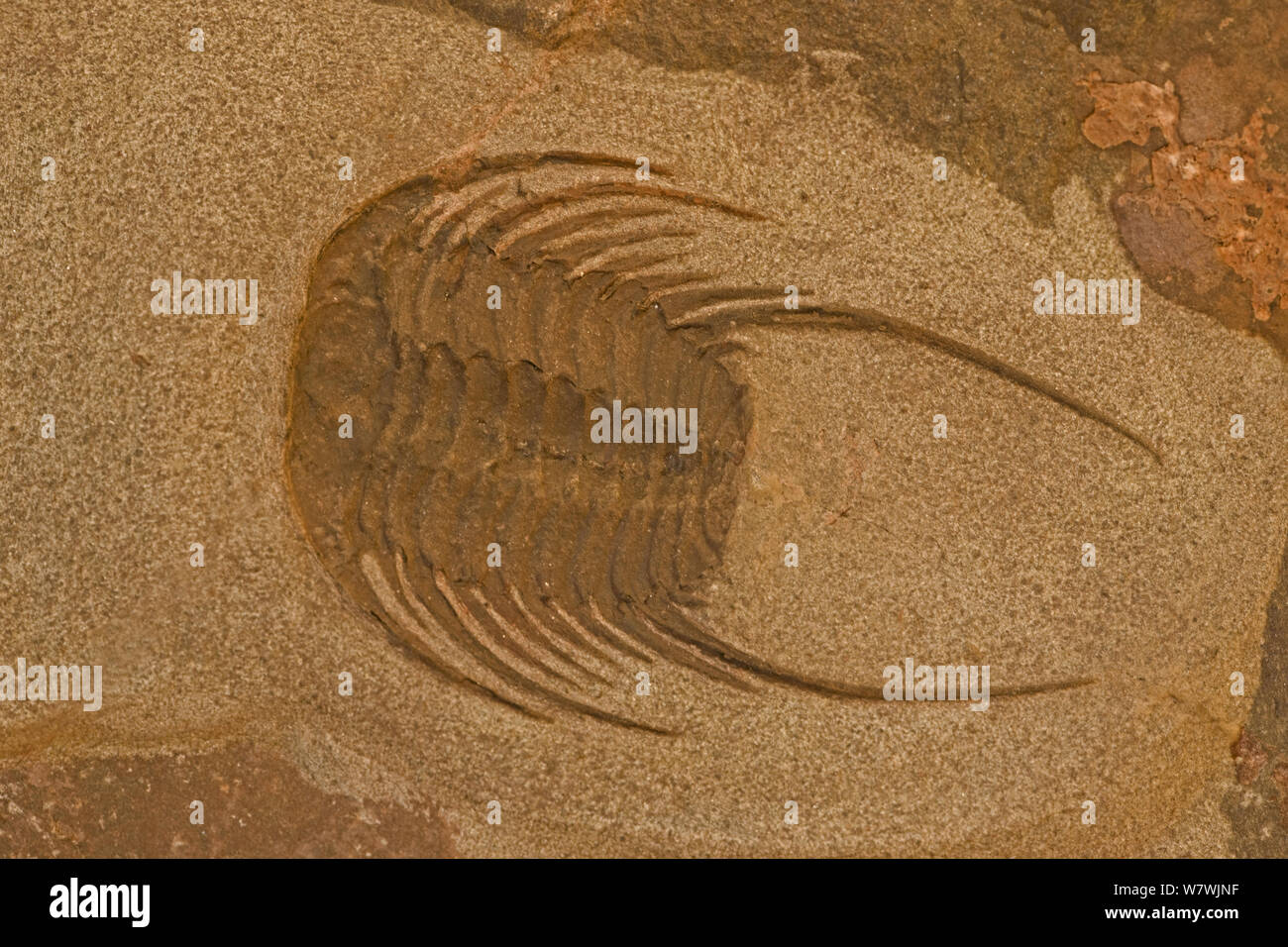 Trilobata, fossile di estinto invertebrati marini. Foto Stock