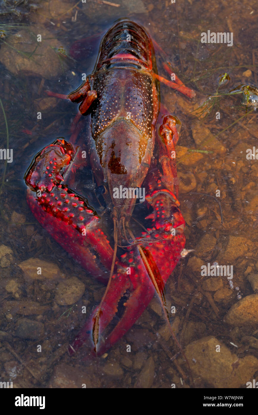 Rosso / Louisiana Swamp gamberi di fiume (Procambarus clarkii) in acque poco profonde, Louisiana, USA, aprile. Foto Stock