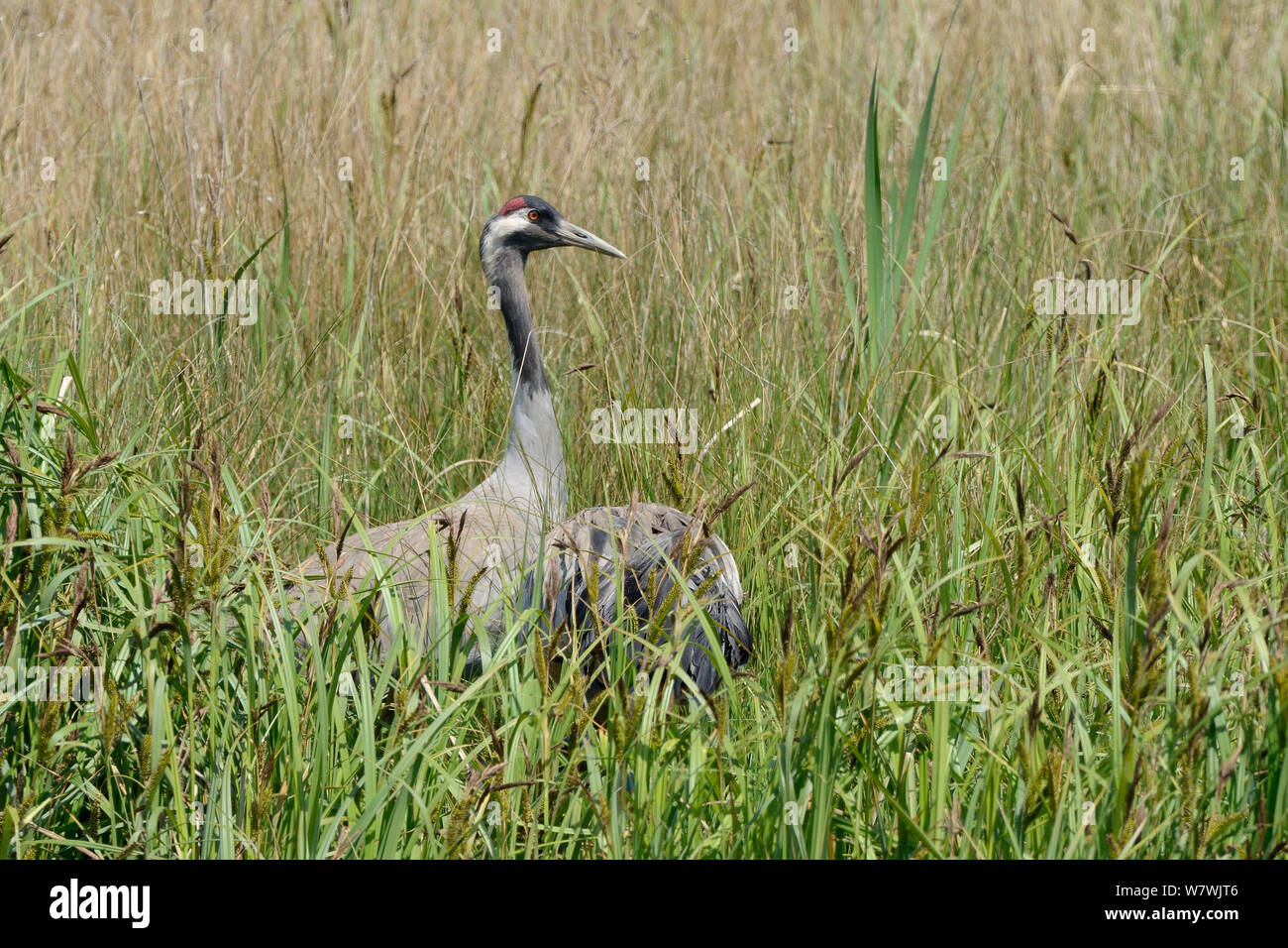 Comune / gru eurasiatica (grus grus) Monty, rilasciato dal grande progetto di gru, al suo nido sito in una sedge marsh, pronto per alleviare il suo compagno Chris di incubazione dei doveri, Slimbridge, Gloucestershire, Regno Unito, maggio 2014. Foto Stock