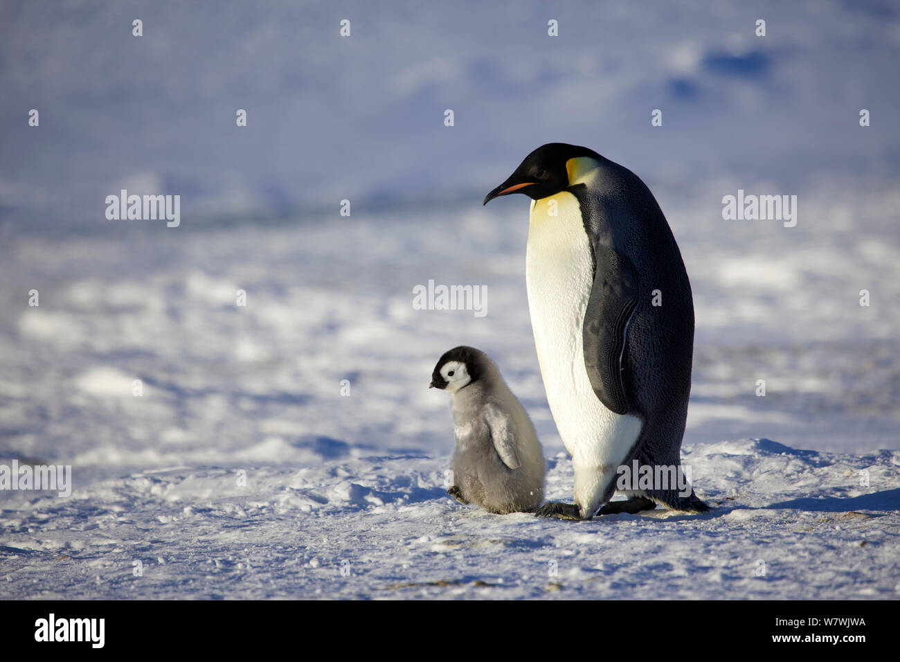 Pinguino imperatore (Aptenodytes forsteri) chick camminare con il genitore, Antartide, Settembre. Foto Stock