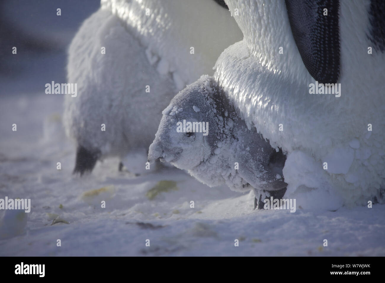 Pinguino imperatore (Aptenodytes forsteri pulcino) ricoperta di neve e ghiaccio guardando al di fuori della sacca di covata, Antartide, Settembre. Foto Stock