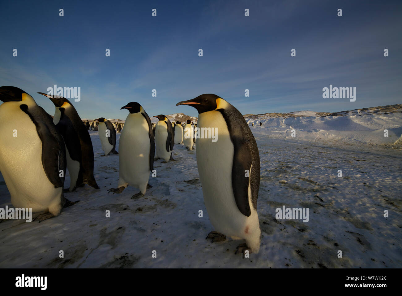 Pinguini imperatore (Aptenodytes forsteri) nella colonia, individui senza pulcini o troppo giovani per razza, Antartide, Ottobre. Foto Stock