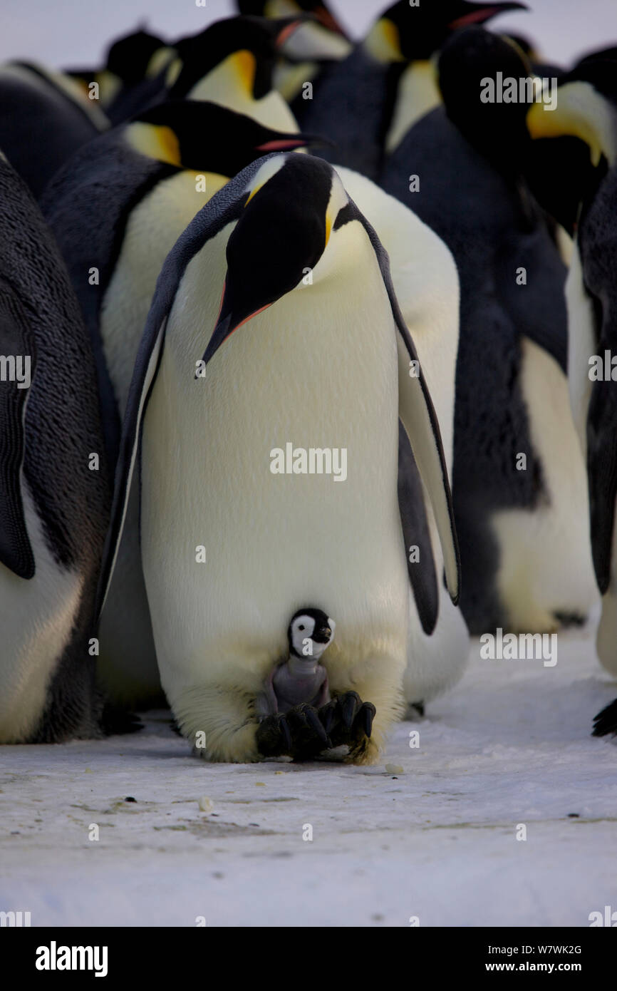 Pinguino imperatore (Aptenodytes forsteri) con molto giovane pulcino su piedi, Antartide, Luglio. Foto Stock