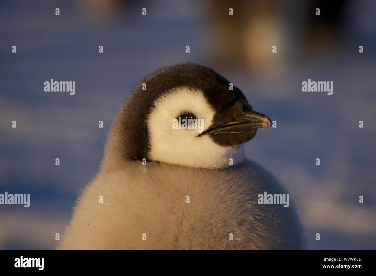 Pinguino imperatore (Aptenodytes forsteri) chick ritratto, Antartide, Ottobre. Foto Stock