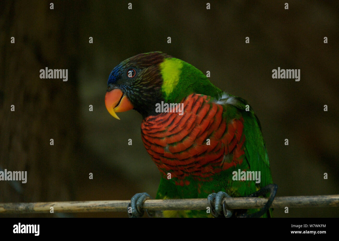 Rainbow lorikeet (Trichoglossus haematodus) arroccato, prigionieri delle Isole Salomone. Foto Stock