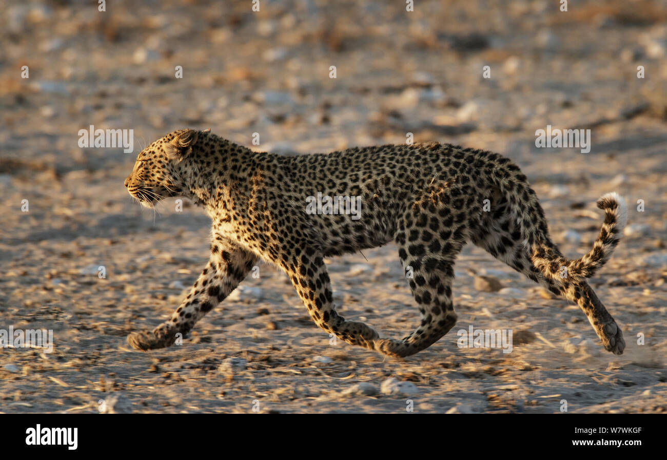 Leopard (Panthera pardus) acceso, il Parco Nazionale di Etosha, Namibia. Foto Stock