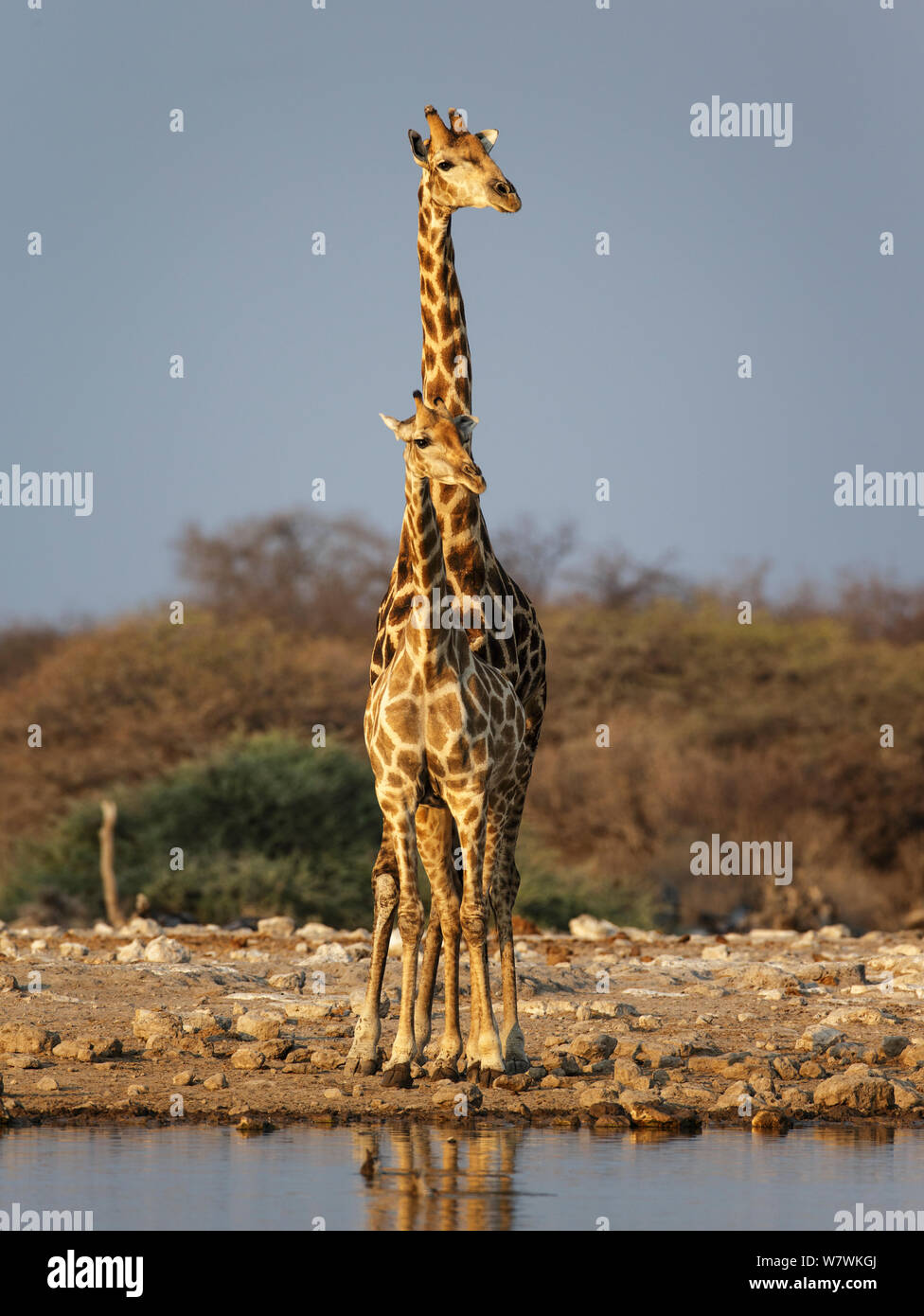 Giraffe (Giraffa cameloparalis) femmina con maschio dietro. Il Parco Nazionale di Etosha, Namibia. Foto Stock