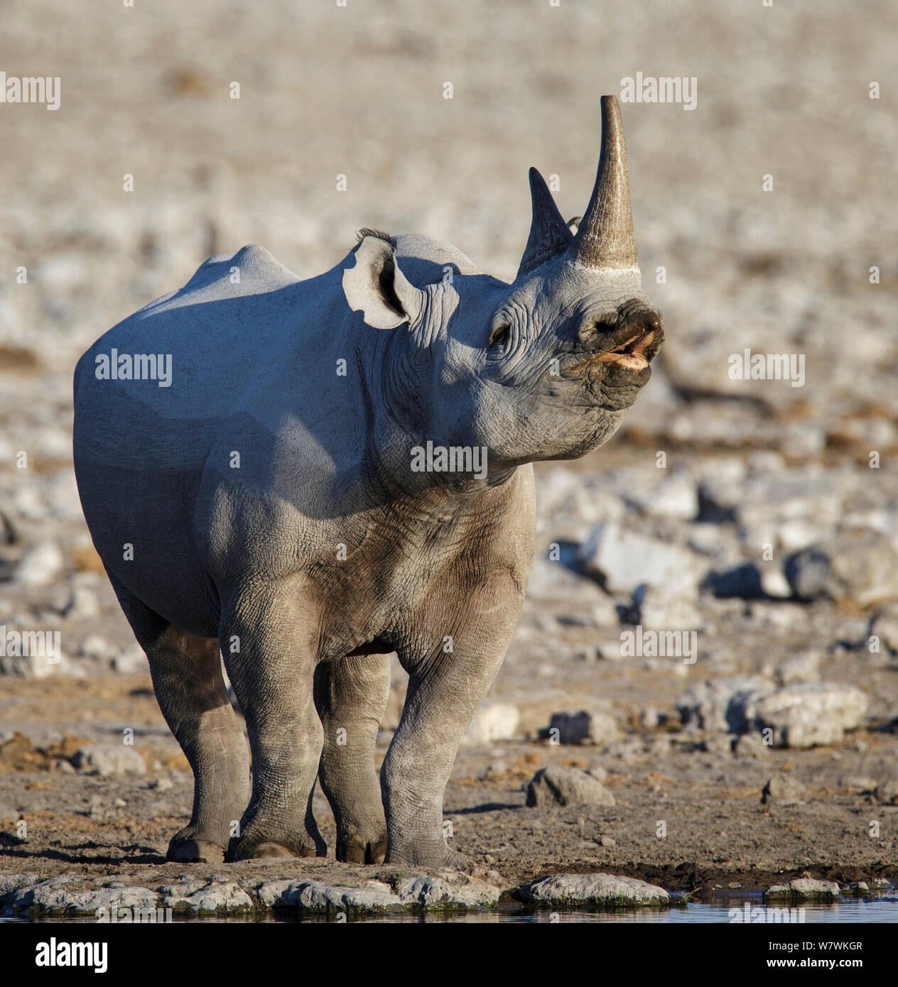 Rinoceronte nero (Diceros simum) che mostra la risposta flehmen, il Parco Nazionale di Etosha, Namibia. Foto Stock