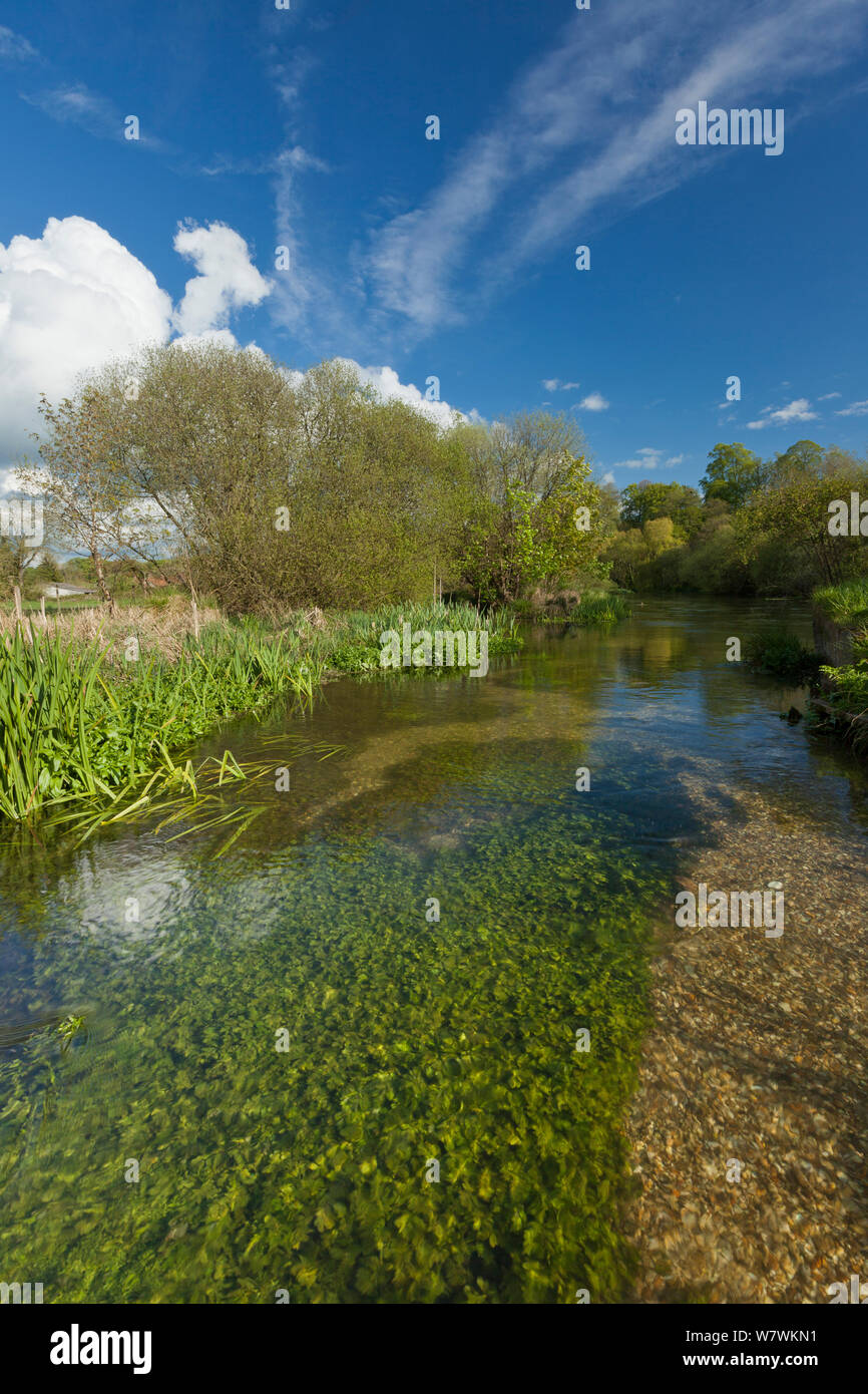 Vista del fiume Itchen, Ovington, Hampshire, Inghilterra, Regno Unito, maggio 2012. Foto Stock