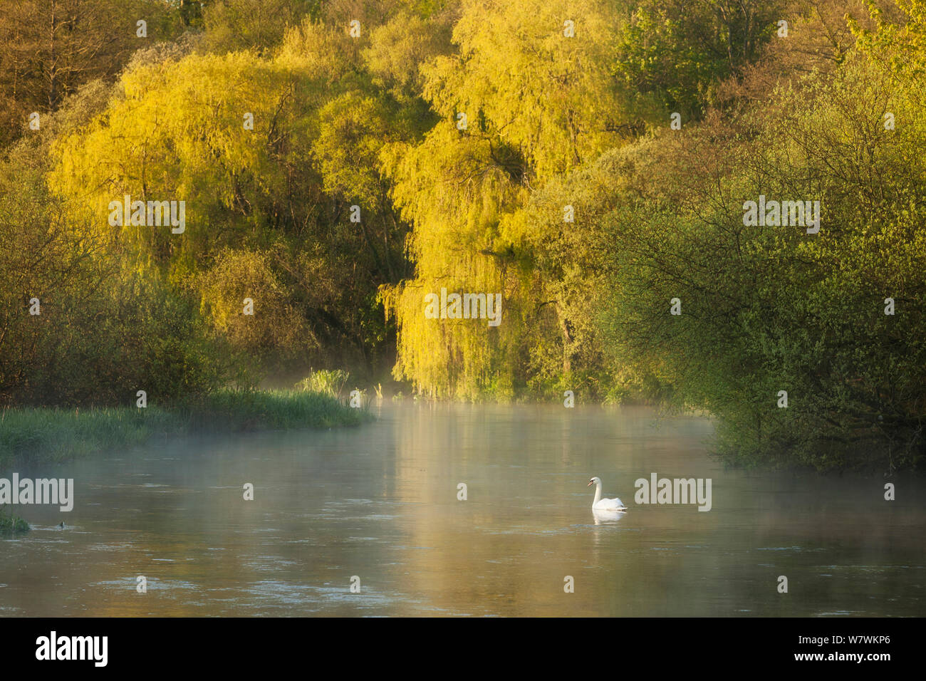 Cigno (Cygnus olor) sul Fiume Itchen all'alba, Ovington, Hampshire, Inghilterra, Regno Unito, maggio 2012. Foto Stock