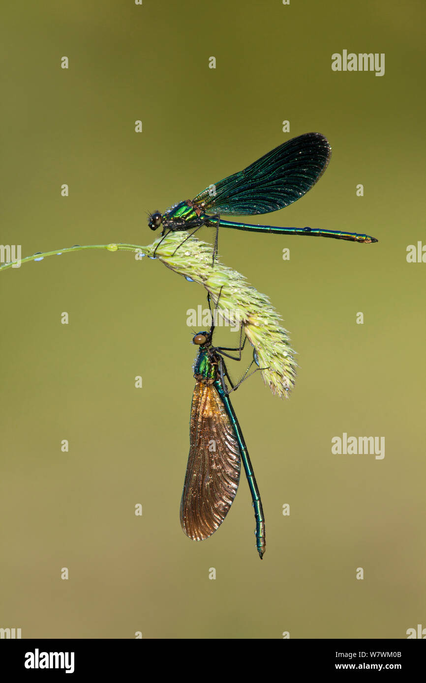 Due belle demoiselles (Calopteryx virgo), Fiume Char, Charmouth, Dorset, England, Regno Unito, Giugno. Foto Stock