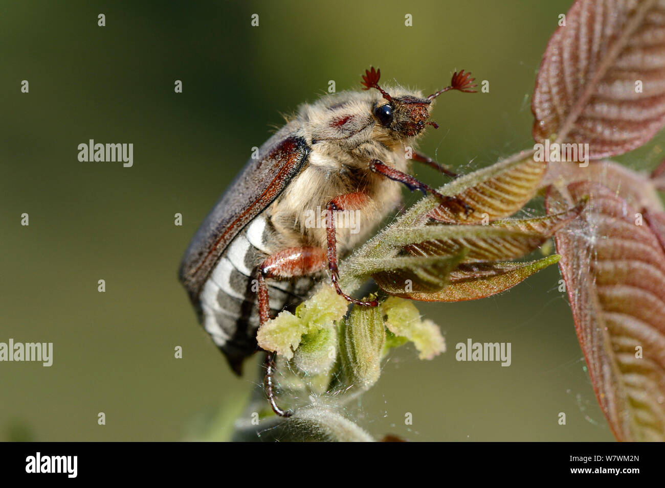 Cockchafer Beetle (Melolontha melolontha) Alsazia, Francia, Maggio. Foto Stock