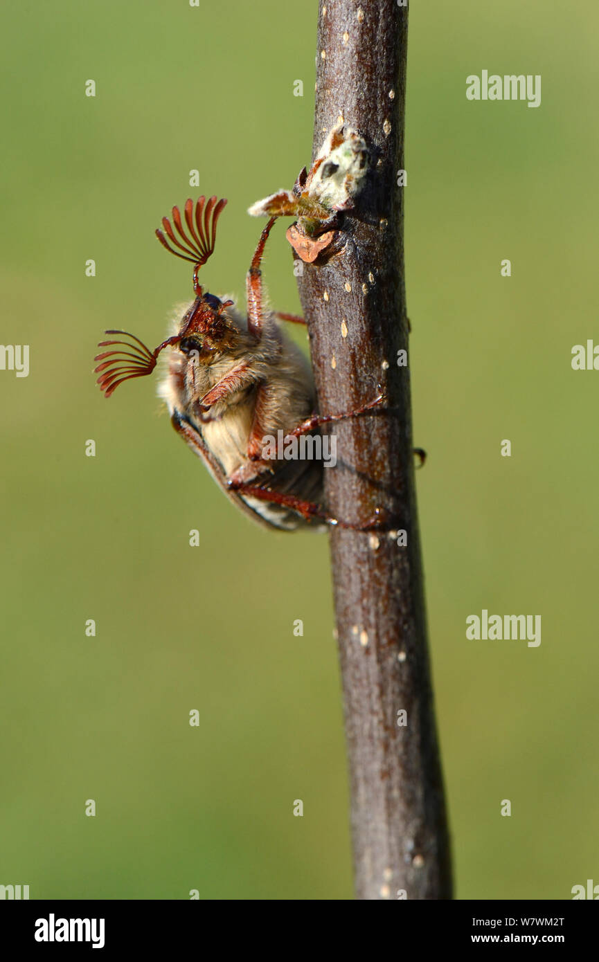 Cockchafer Beetle (Melolontha melolontha) ritratto, mostrando le antenne strombato. L'Alsazia, Francia, Maggio. Foto Stock