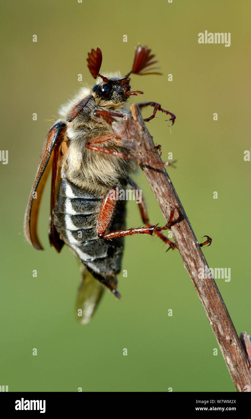 Cockchafer Beetle (Melolontha melolontha) ritratto, mostrando le antenne strombato. L'Alsazia, Francia. Foto Stock