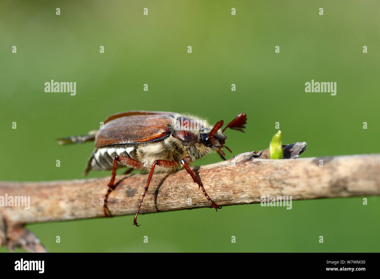 Cockchafer Beetle (Melolontha melolontha) Alsazia, Francia, Maggio. Foto Stock
