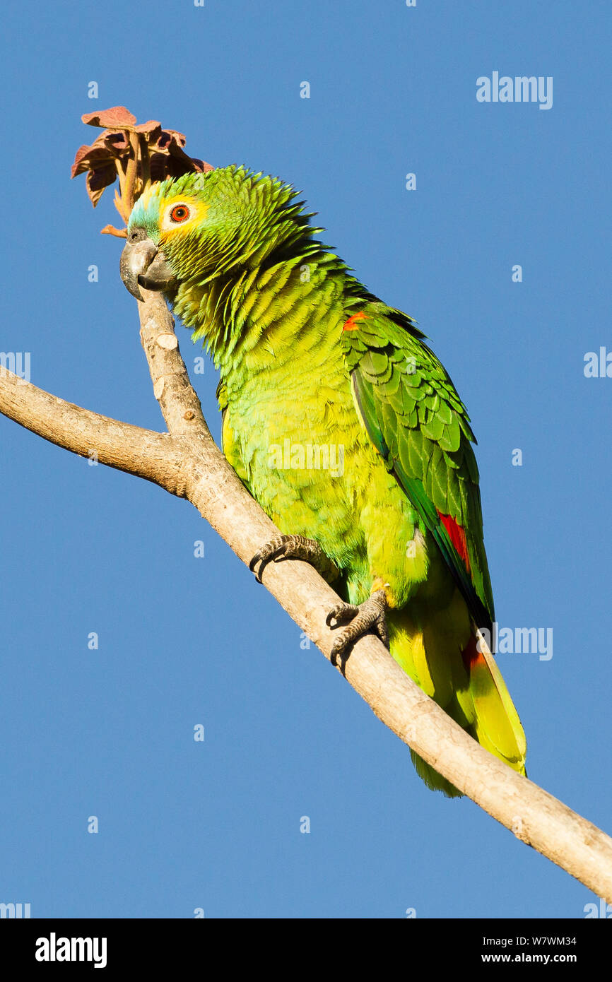 Turqouise-fronteggiata parrot (Amazon aestiva) gonfiati, Pouso Alegre, Pantanal, Mato Grosso, Brasile. Agosto. Foto Stock
