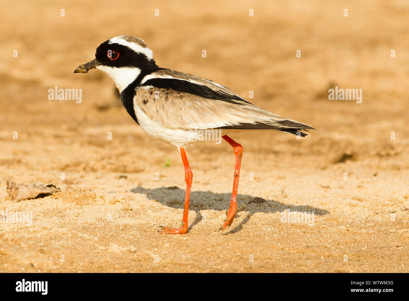 Pied plover (Vanellus cayanus) passeggiate sulla sabbia bar sul fiume Cuiaba, Pantanal, Mato Grosso, Brasile. Settembre. Foto Stock