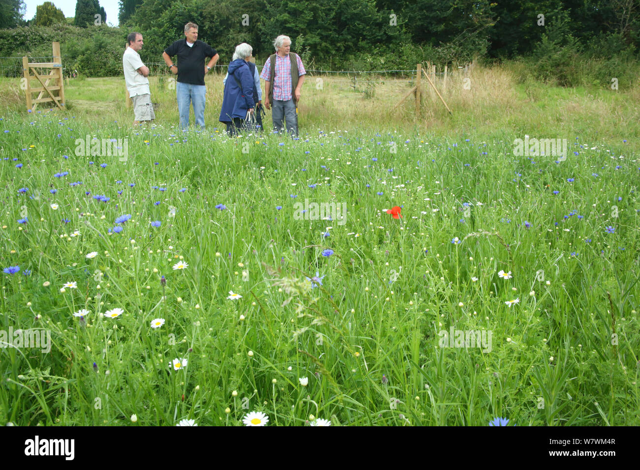 Gruppo di persone che guardano i fiori selvatici e le api a &#39;Bee mondo&#39; al Vescovo&#39;s prato, Farnham. Surrey, Inghilterra, Regno Unito, luglio 2014. Bee mondi è un'iniziativa di Amici della Terra. Foto Stock