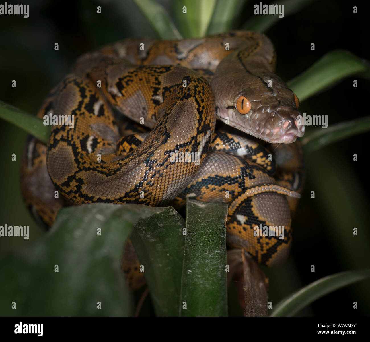 Pitone reticolato (Malayopython reticulatus) captive, originario del Sud Est Asiatico. Foto Stock