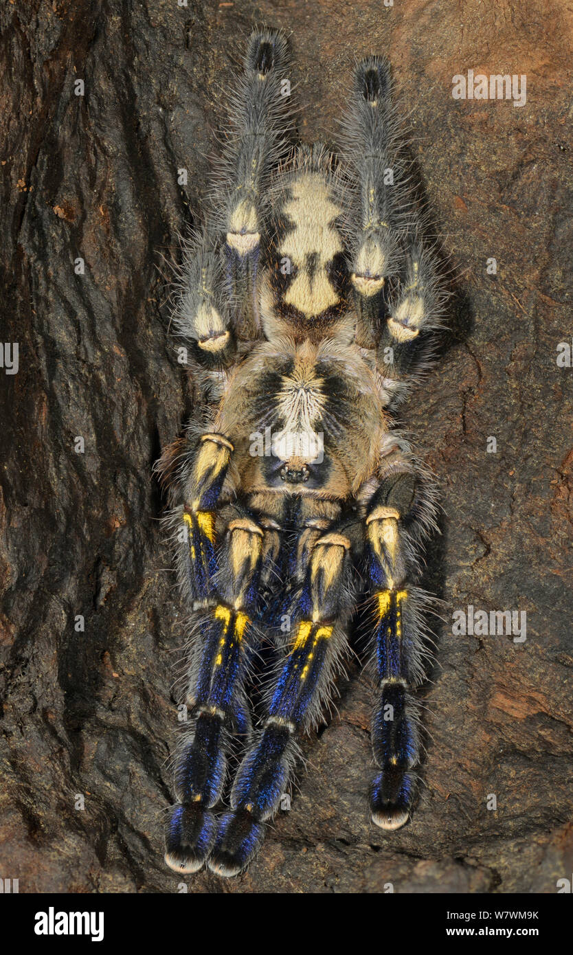 Zaffiro Gooty ornamenta tarantula (Poecilotheria metallica) captive, nativo di India. In modo critico le specie in via di estinzione. Foto Stock