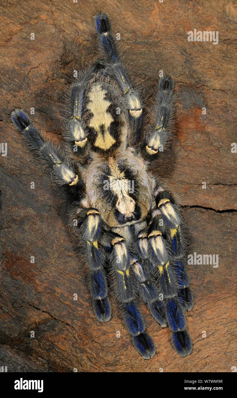 Zaffiro Gooty ornamenta tarantula (Poecilotheria metallica) captive, nativo di India. In modo critico le specie in via di estinzione. Foto Stock