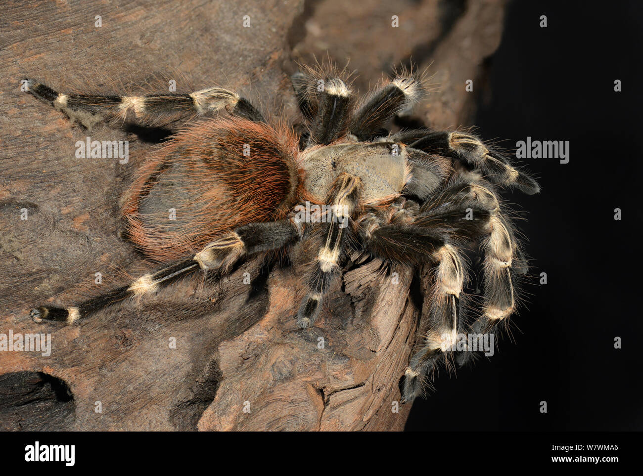 Bianca a strisce Birdeater Tarantula (Nhandu chromatus) captive, endemica in Brasile. Foto Stock
