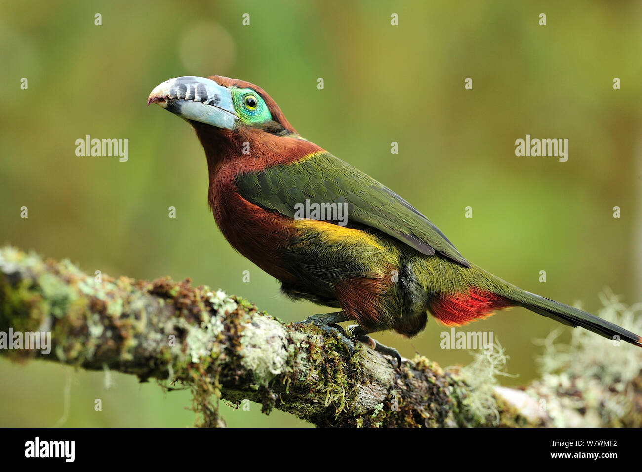 Femmina-Spot fatturati toucanet (Selenidera maculirostris) in montane foresta pluviale atlantica di Serra Bonita privato patrimonio naturale (RPPN Serra Bonita), Camacan, sud dello Stato di Bahia, Brasile orientale. Foto Stock