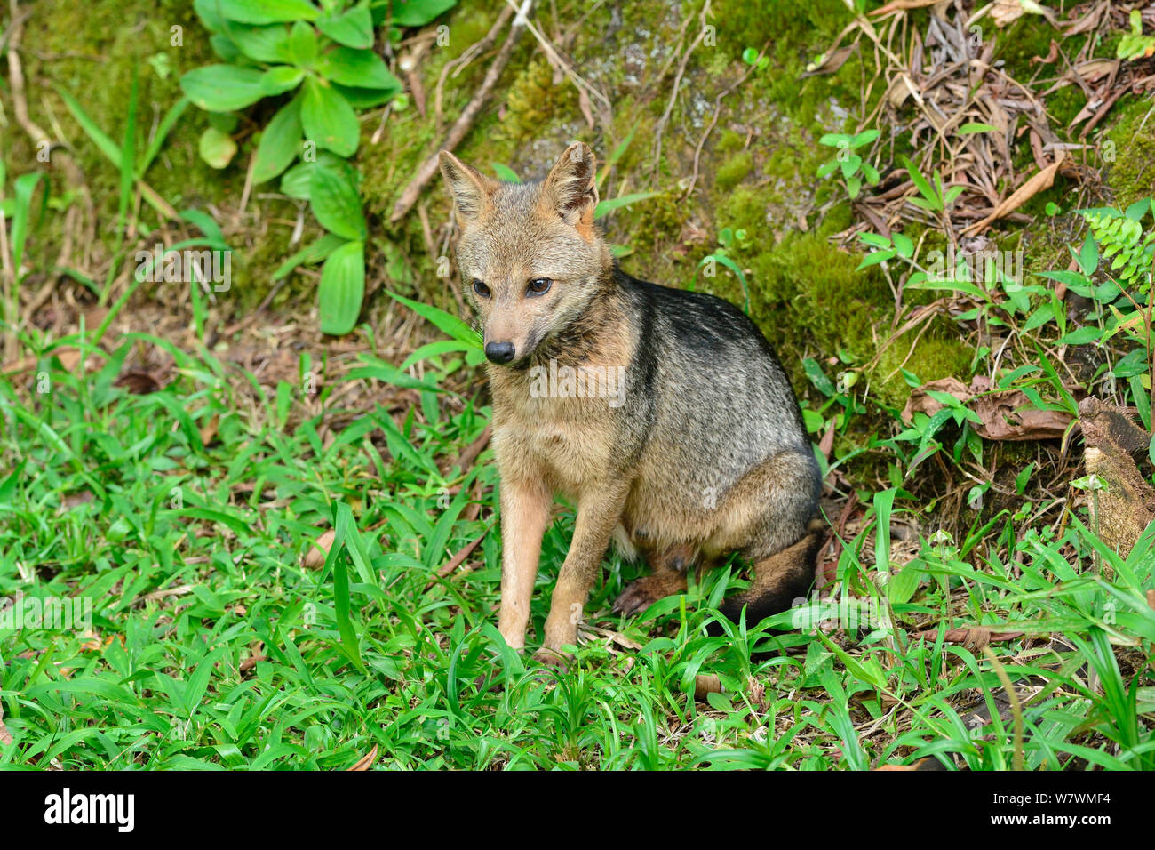 Granchio di mare mangiare fox (thous Cerdocyon) Serra Bonita privato patrimonio naturale (RPPN Serra Bonita), Camacan, sud dello Stato di Bahia, Brasile orientale. Foto Stock